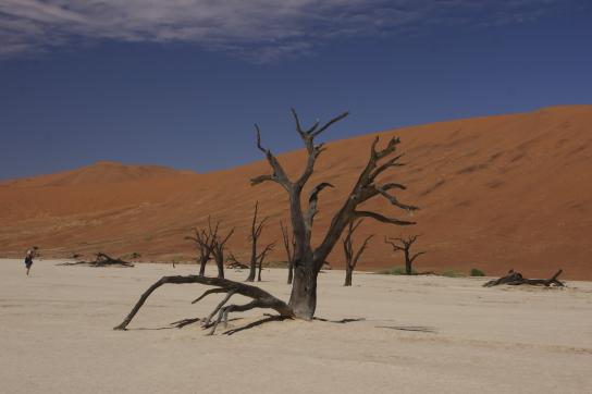 Namibwüste mit vertrocknetem Baum die gleich hinter der Stadtgrenze Swakopmunds in Namibia beginnt