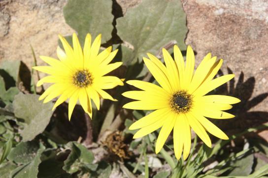 Blumen und Bluemnpracht im Namaqualand, dem Blumengarten Afrikas