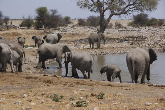 Elefanten am Wasserloch im namibianischen Etosha Nationalpark