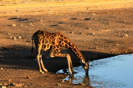 Giraffe beim trinken im Etosha Nationalapr