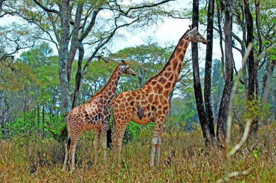 Giraffen in Ostafrika auf einer Camping Safari