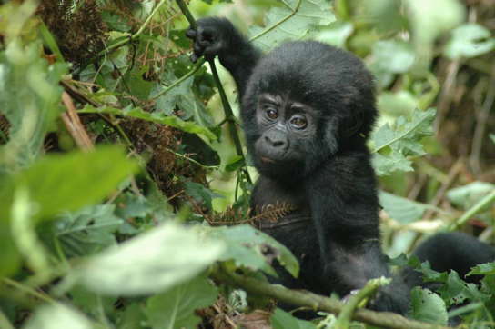 Baby Gorilla während des Uganda Gorilla Trekkings im Bwindi Impenetrable National Park