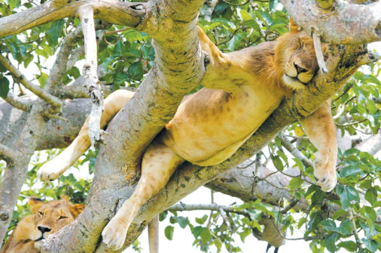 Schlafender Baumlöwe im Queen Elizabeth National Park im ostafrikanischen Uganda