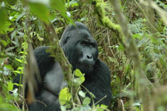 Uganda Gorilla Trekking im Bwindi Impenetrable National Park Uganda: Männlicher Silberrücken im Busch / Urwald auf Gorilla Safari