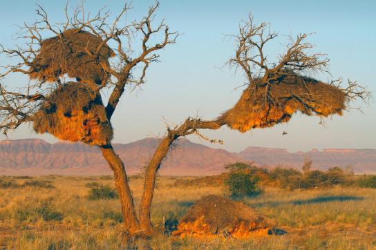 Sesriem Namib Wüste in Namibia