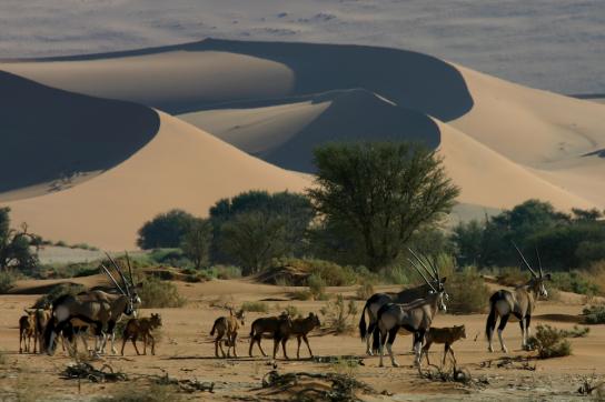 Namib Wüste Sossusvlei aus der Luft