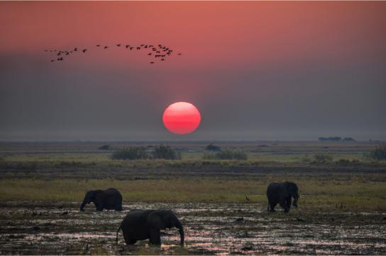 Chobe Fluss Sundowner mit Elefanten beim Sonnenuntergang