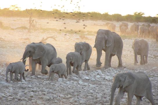 Elefanten bei Sunset im Etosha Nationalaprk