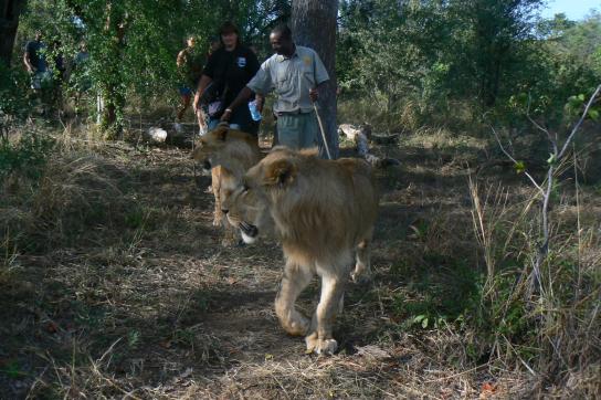 Walking Safari am Limpopo Fluss mit einer Begegnung eines Löwens