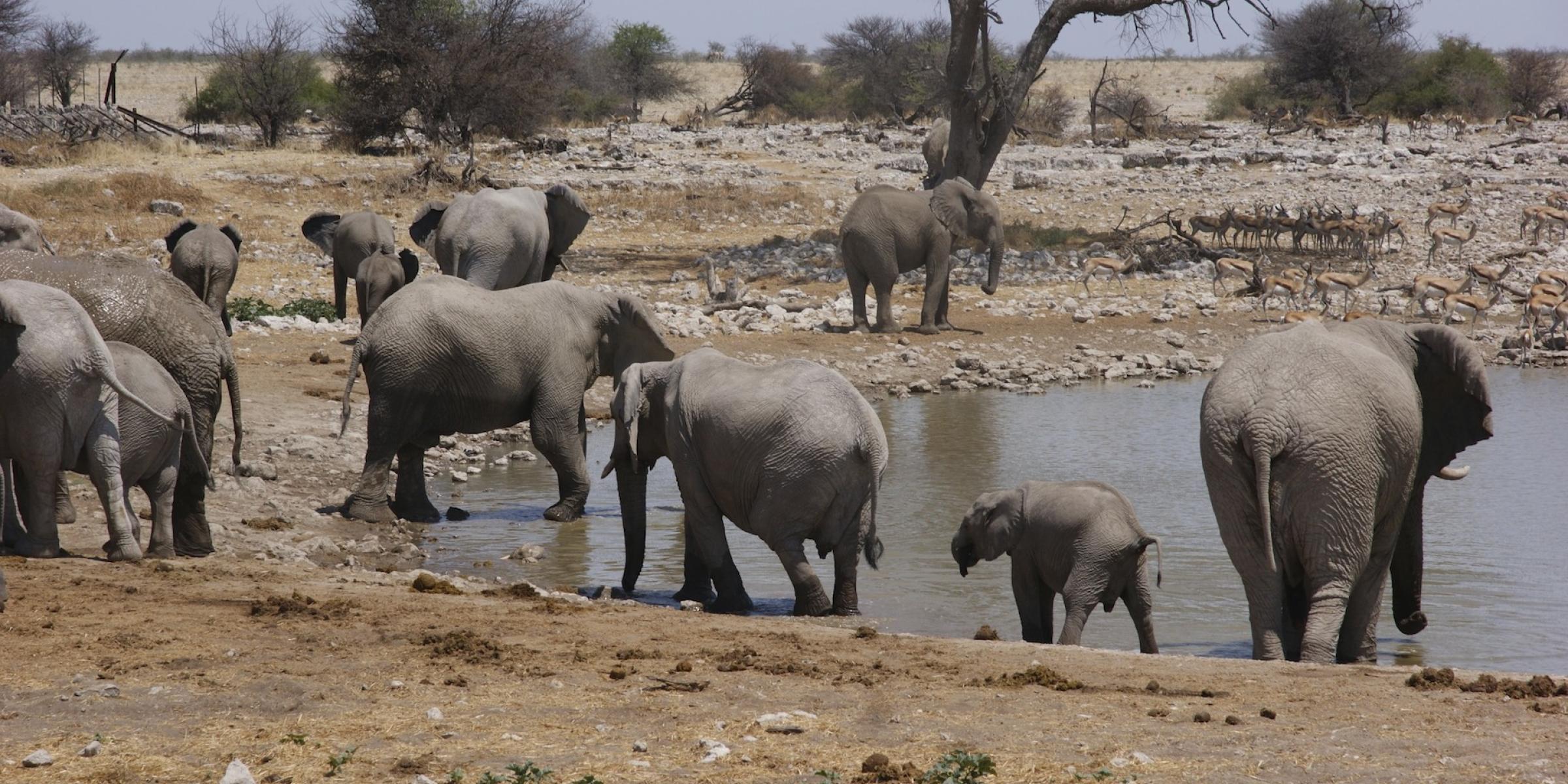 Afrika Safaris: Afrika auf einer Safari entdecken - Elefanten im Etosha Nationalpark beobachten