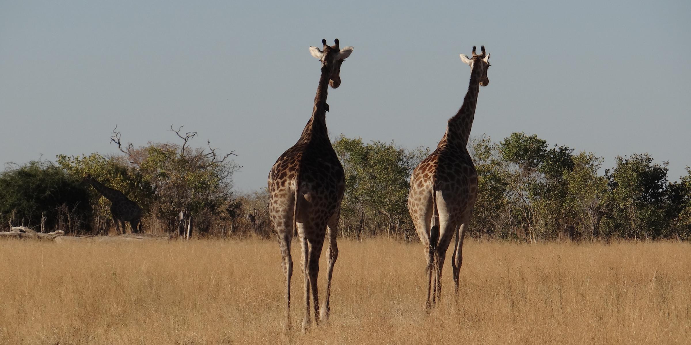 17 - tägige geführte Lodge Safari ab Windhoek bis Victoria Falls - Giraffen in Botswana