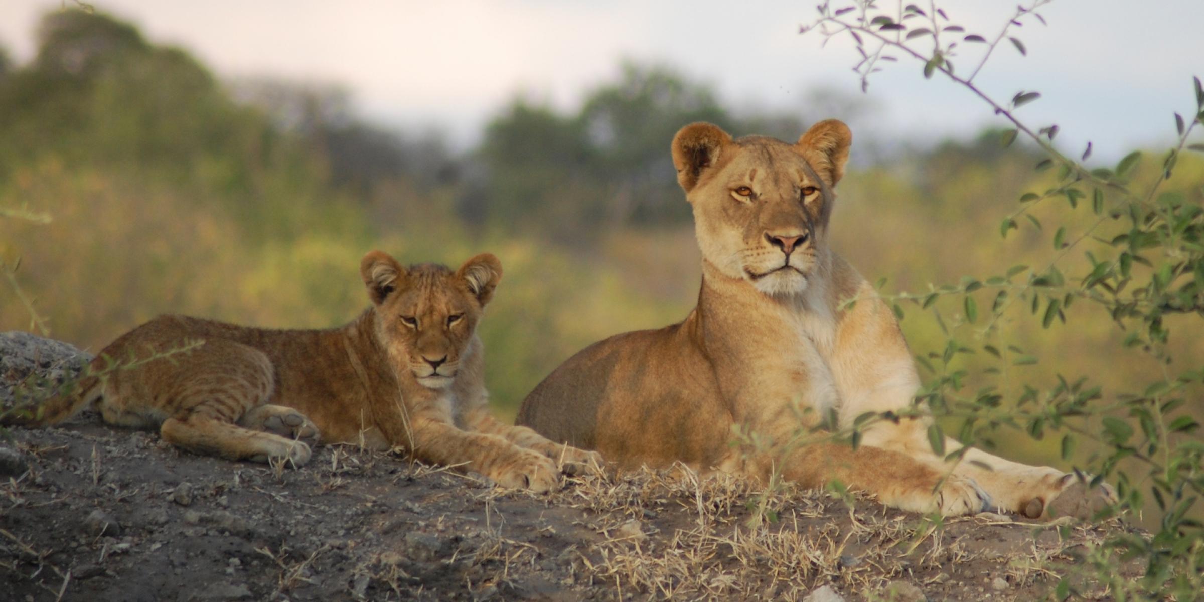 Afrika Lodge Reise ab Victoria Falls bis Windhoek - Löwen im Chobe Nationalpark