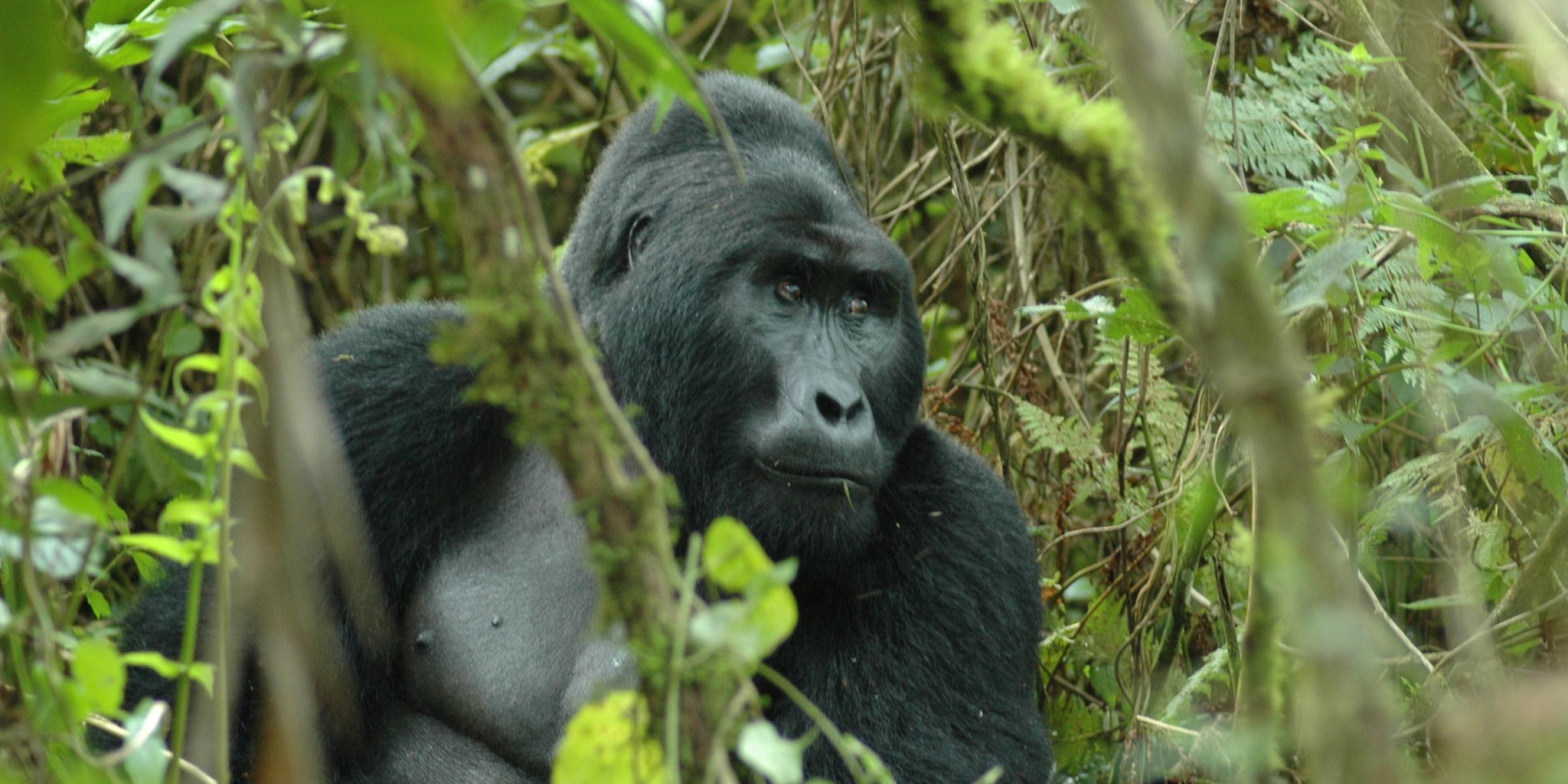 Silberrücken Gorilla Männchen in Uganda