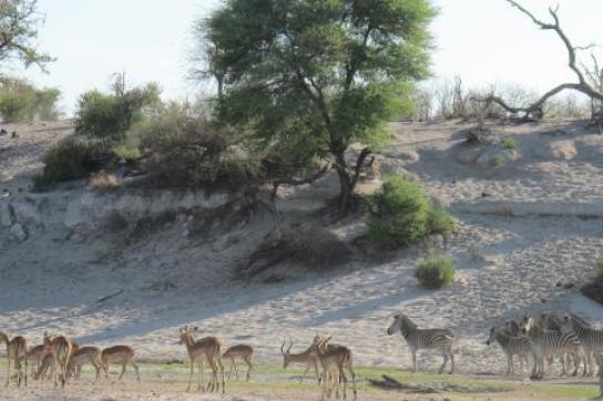 Tiere in den Makgadikgadi Pfannen