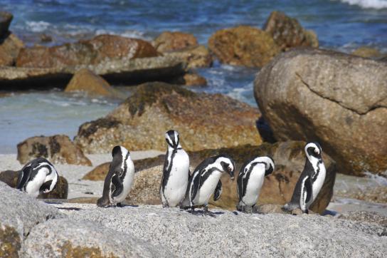 Start der Rundreise in Südafrika am Kap der guten Hoffnung bei der Pinguin Klonie am Boulders Beach