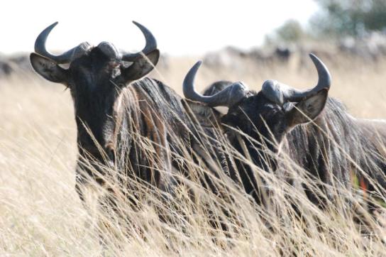 Afrikanische Büffel in der Steppe des Masai Mara Nationalparks
