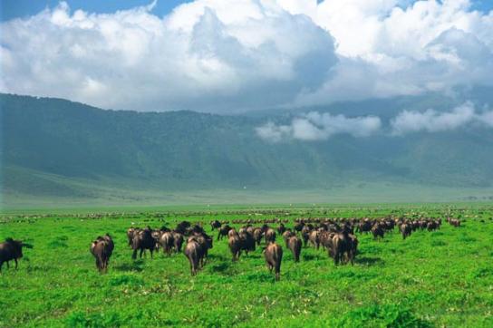 Büffelherde im Ngorongoro Krater in der Serengeti Tansanias