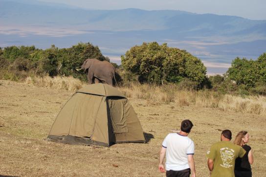 Camping Safari im Ngorongor Krater - Elefant im Camp