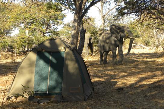 Campingplatz mit Elefant im Moremig Game Reserve