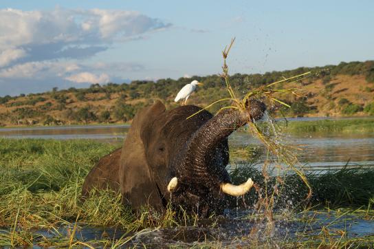 Elefant mit Vogel im Chobe Fluss Botswana