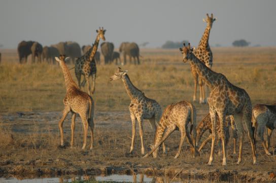 Giraffen und Elefanten im Chobe Nationalpark