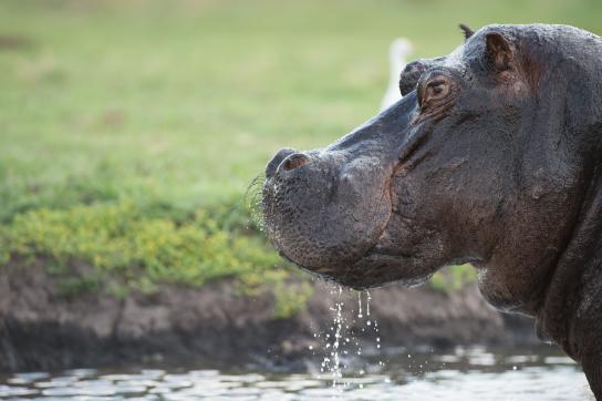 Hippo / Nilpferd im Chobe Nationalpark Botswana