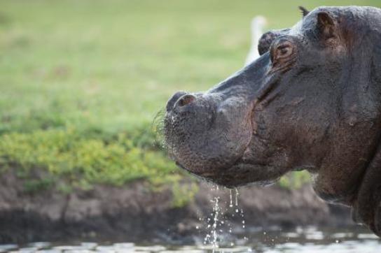 Hippo im Chobe National Park