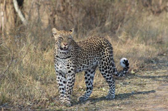 Leopard im Chobe National Park