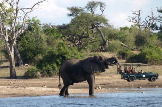 Safari mit Elefant am Chobe Fluss