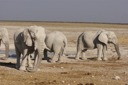 Gruppe von Elefanten im Etosha National Park