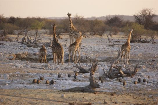 Giraffen im Etoscha National Park