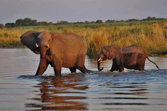 Auf einer Rundreise durch Namibia, Botswana und zu den Victoriafällen darf dieses Highlight auf der Tour nicht fehlen: Die Elefanten Herden im Chobe Nationalpark