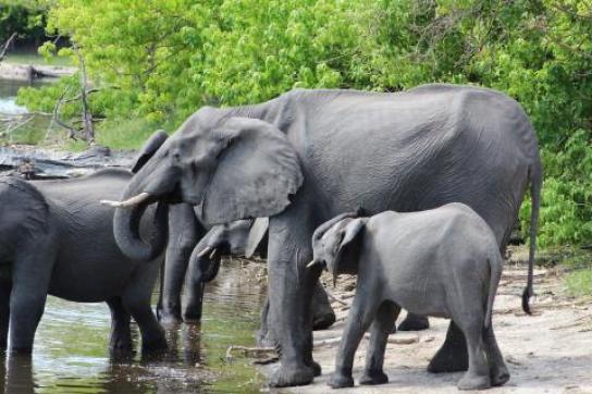 Elefantenfamilie in Botswana