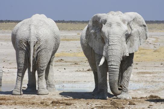 Auf Rundreise in Namibia: Elefantenherde im trockenen Etosha Nationalpark
