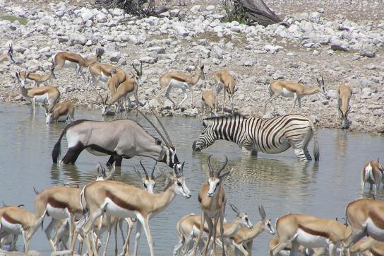 Anthilopen und Zebras an einem Wasserloch im Etosha Nationalpark