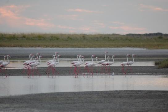 Flamingos in den Makgadikgadipans
