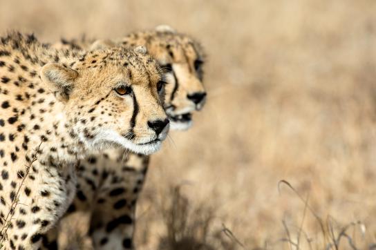 Walking Safari im Krüger Nationalpark: Zwei Geparden auf der Jagd