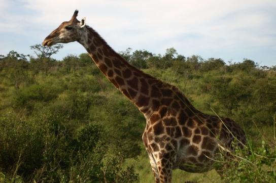 Giraffe beim Fressen im Krüger Nationalpark Südafrika
