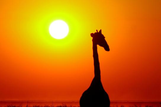 Giraffe im Etosha Nationalpark in Namibia bei Sonnenuntergang