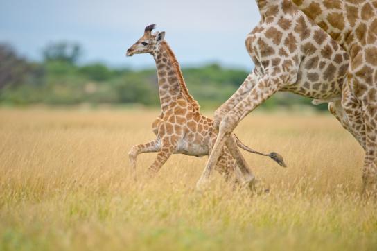 Giraffen im Chobe National Park Botswana