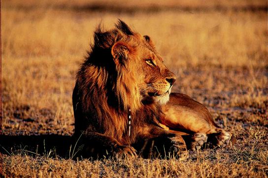 Löwe im Kgalagadi Transfrontier Park in der Kalahari Wüste