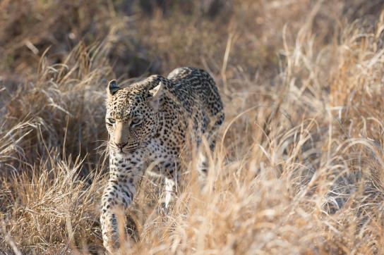 Leopard im Krüger Nationalpark während der Reise durch Südafrika