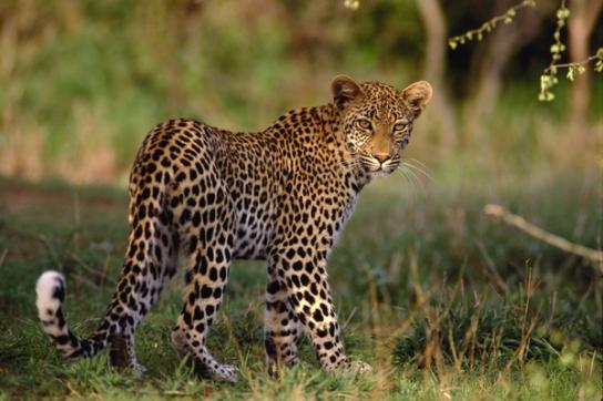 Leopard im Krüger National Park Südafrika