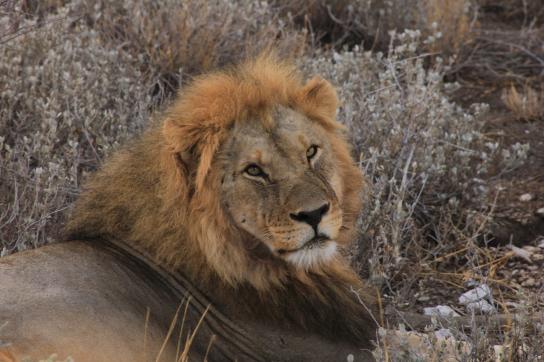 Greenfire Bushveld Camp im Balue Game Reserve: Männlicher Löwe auf Pirschfahrt und Südafrika Safari Tour gesichtet