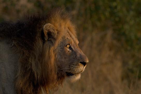 Löwen Pascha mit riesiger Mähne im Krüger Nationalpark Südafrika