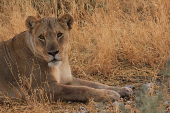 Löwin im Kgalagadi Transfrontier Parks Namibia der für seine große Population an Wildkatzen bekannt ist