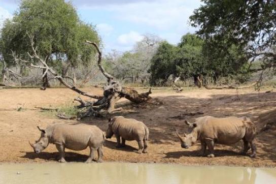 Nashörner im Mkhuzi Game Reserve