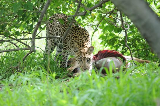 Leopard mit Beute im Moremi Game Reserve während der Lodge Safari Botswana