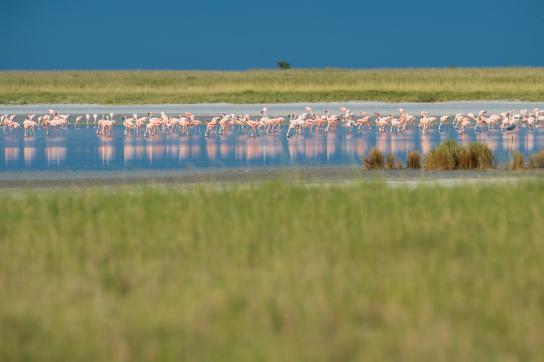 Nata Bird Sanctuary: Wasservögelin der Makgadikgadi Pfanne