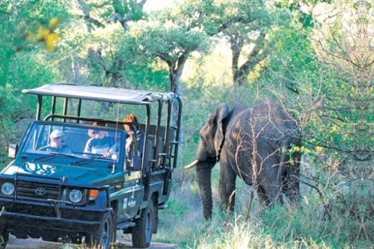 Pirschfahrt im privaten Balule Game Reserve - Fahrt im offenen Safari Jeep und Elefant am Wegesrand